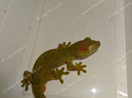 Breeding pair mossy geckos