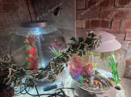 2 bowl fish tank