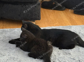Adorable BSH for sale