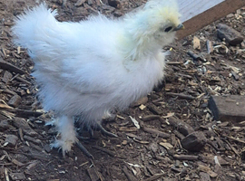 Silkie chick's