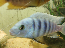 MBUNA FOR SALE