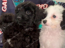 CAVALIER KING CHARLES X TOY POODLE