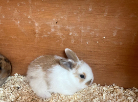 Beautiful Mini Lop Kits