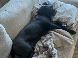 Cane corso
