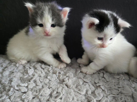 3 sweet kittens soon ready for forever home