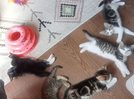 4 gorgeous baby girl kittens