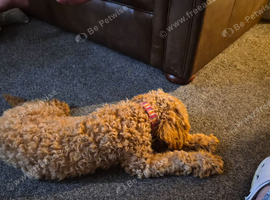 Selling a boy poodle