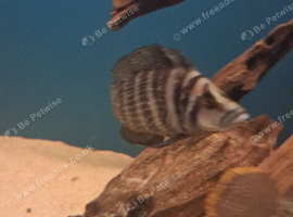 Tanganyikan cichlids