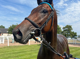 3 year old thoroughbred bay gelding