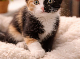 Looking for a CALICO kitten