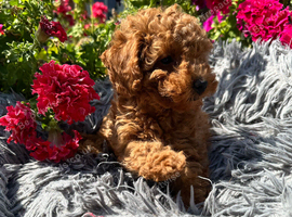 5 BEAUTIFUL RED MINIATURE POODLE PUPPIES RED & CREAM