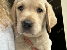 LAST Goldador Boy available!