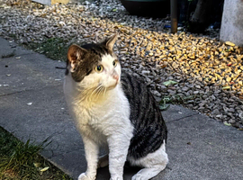 male cat