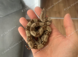 Boa constrictor