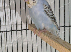 Dominant pied split helicopter