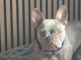 Selling two French bulldogs