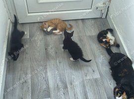READY NOW ginger boy & 1 calico girl