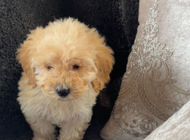 Cockapoo puppy