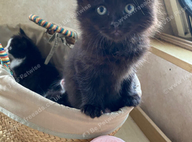 Beautiful kittens almost ready to go