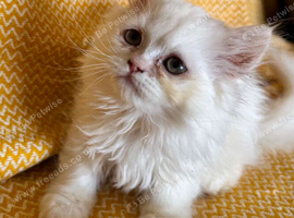Persian kitten