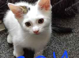 Kittens for sale