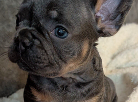 Beautiful French Bulldog