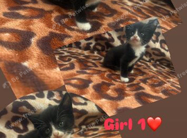 Baby kittens ️