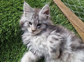 Tica registered kitten