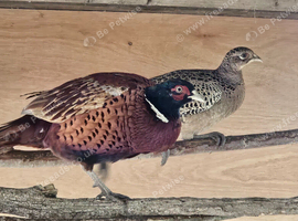 Ringneck Pheasants