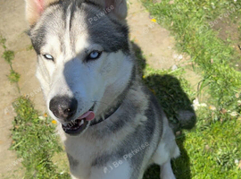 Looking for a home for Loki