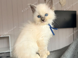 Stunning ragdoll kittens