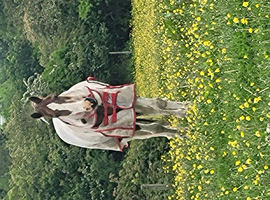 Grazing