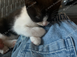 Black and white female kitten