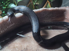 Gorgeous Mexican king black 7 years male