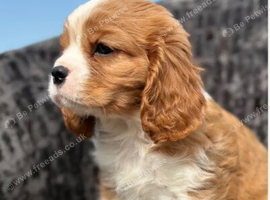 Extensively health tested cavalier puppies