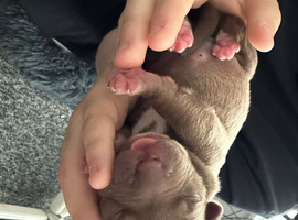 Puppy