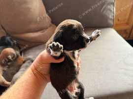 Jack Russell puppies