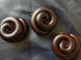 3 giant african millipede and setup