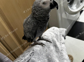 I have a beautiful parrot