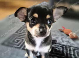 Chihuahua Puppies