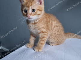 Beautiful tabby boy 10 weeks old