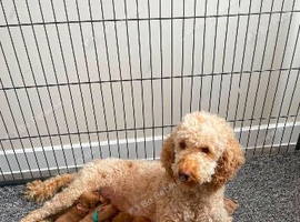 Cockapoo puppies