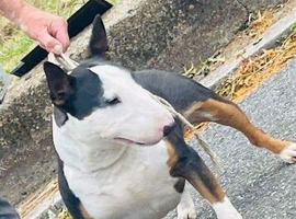 I have English bull terrier proven stud dogs