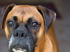 Looking for a doggy friend to join family Boxer or Akita
