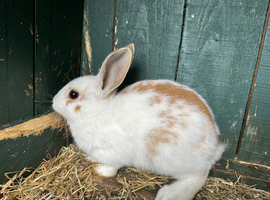 Dutch rabbit In Sheffield