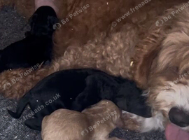 Black Boy Minature Cockapoo
