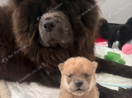 Chow chow puppies for sale