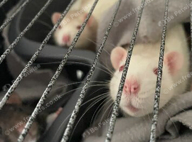 Two male albino rats