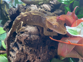 Breeding pair of crested geckos. Male Lilly white female capacino
