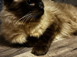 Ragdoll